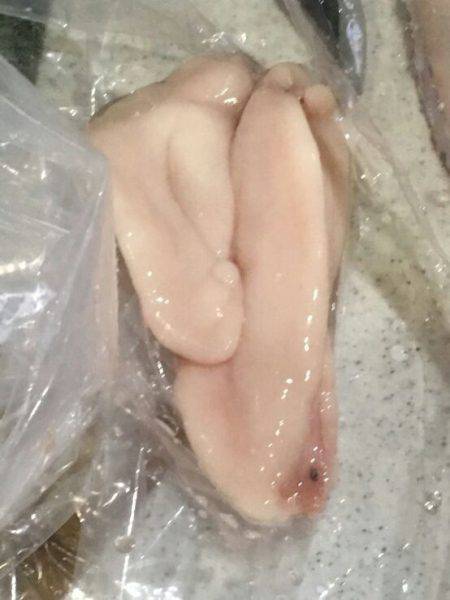 遊漁船 新鋭丸 釣果