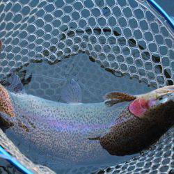 小菅トラウトガーデン 釣果