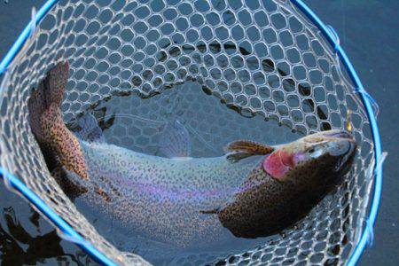 小菅トラウトガーデン 釣果