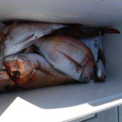 遊漁船 幸友丸 釣果