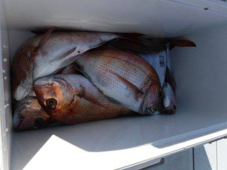 遊漁船 幸友丸 釣果