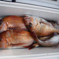 遊漁船 幸友丸 釣果