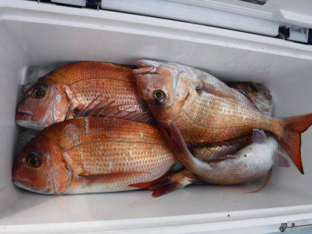 遊漁船 幸友丸 釣果