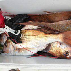 大進丸(新潟) 釣果