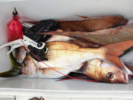 大進丸(新潟) 釣果