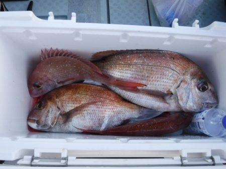 遊漁船 幸友丸 釣果