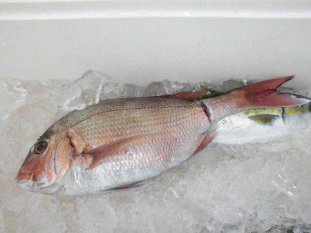 大進丸(新潟) 釣果