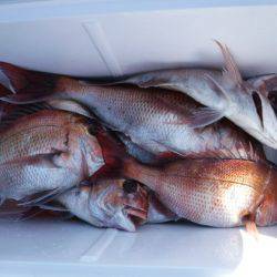 遊漁船 幸友丸 釣果