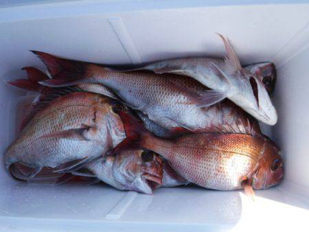 遊漁船 幸友丸 釣果