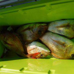 遊漁船 幸友丸 釣果