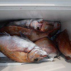 遊漁船 幸友丸 釣果