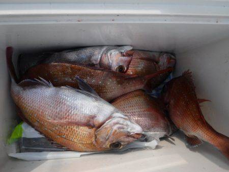 遊漁船 幸友丸 釣果