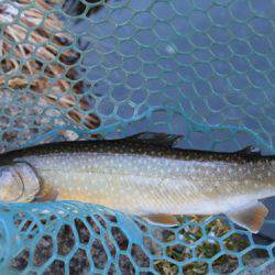 小菅トラウトガーデン 釣果