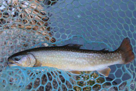 小菅トラウトガーデン 釣果