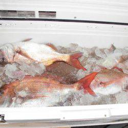 大進丸(新潟) 釣果