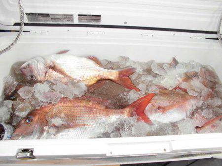 大進丸(新潟) 釣果