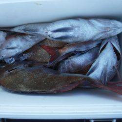 遊漁船 幸友丸 釣果