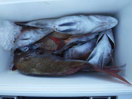 遊漁船 幸友丸 釣果