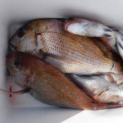 遊漁船 幸友丸 釣果