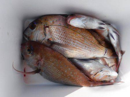 遊漁船 幸友丸 釣果