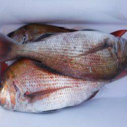 遊漁船 幸友丸 釣果