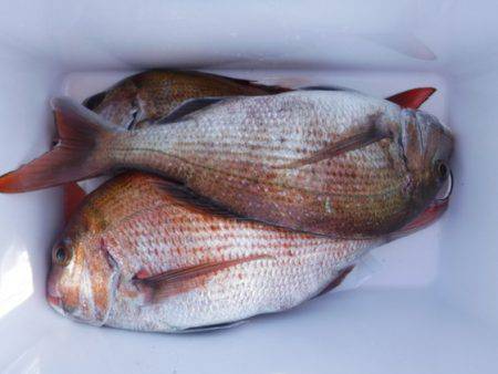 遊漁船 幸友丸 釣果