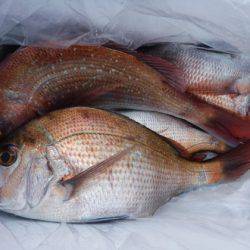 遊漁船 幸友丸 釣果