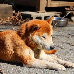 小菅トラウトガーデン 釣果