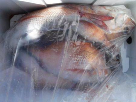 遊漁船 幸友丸 釣果