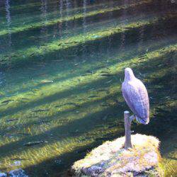 小菅トラウトガーデン 釣果