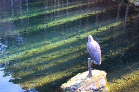 小菅トラウトガーデン 釣果