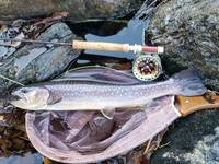 秩父フライフィールド 釣果