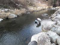 秩父フライフィールド 釣果