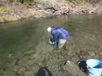 秩父フライフィールド 釣果