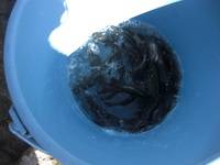 秩父フライフィールド 釣果