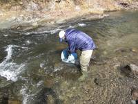 秩父フライフィールド 釣果
