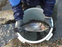 秩父フライフィールド 釣果