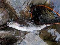 秩父フライフィールド 釣果