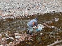 秩父フライフィールド 釣果
