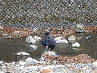 秩父フライフィールド 釣果