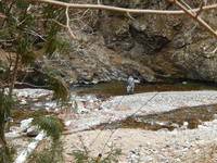 秩父フライフィールド 釣果