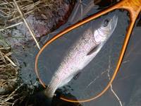 秩父フライフィールド 釣果