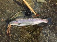 秩父フライフィールド 釣果