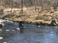 秩父フライフィールド 釣果