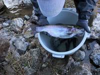 秩父フライフィールド 釣果