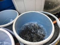 秩父フライフィールド 釣果