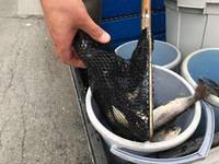 秩父フライフィールド 釣果