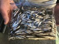 秩父フライフィールド 釣果