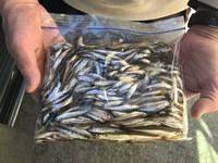 秩父フライフィールド 釣果