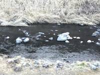 秩父フライフィールド 釣果